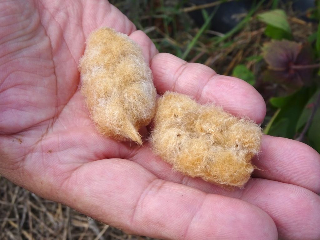 特定非営利活動法人 広野わいわいプロジェクト