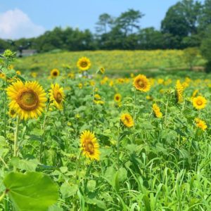 特定非営利活動法人　チームふくしま 福島ひまわり里親プロジェクト